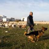 Giuseppe richiama con un fischio Rex, il fido pastore tedesco che lo aiuta a tenere unito il suo gregge